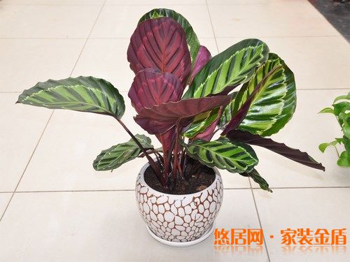 室內(nèi)風(fēng)水五：室內(nèi)植株要選闊葉