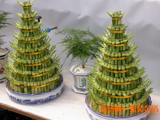 水養(yǎng)富貴竹