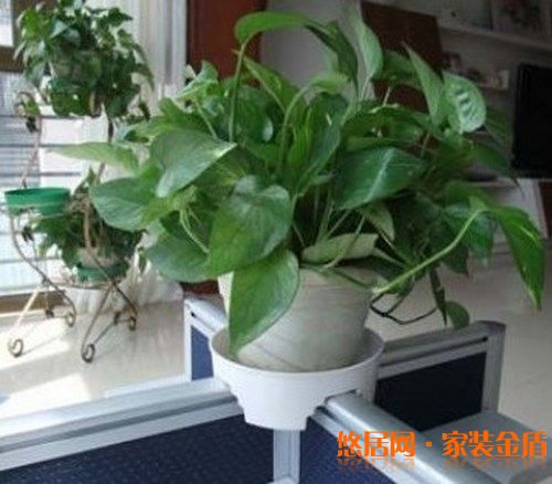 室內(nèi)盆栽選擇有哪些講究？ 