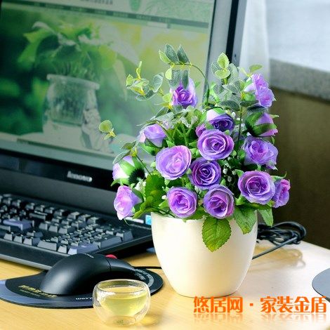 室內(nèi)盆栽選擇有哪些講究？ 