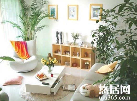 室內(nèi)適合擺放哪些植物